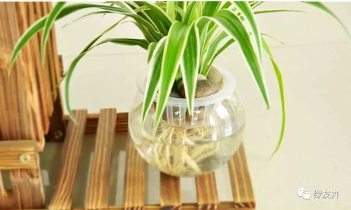 吊蘭超全養(yǎng)護(hù)知識(shí)，讓你的吊蘭再也不擔(dān)心死翹翹