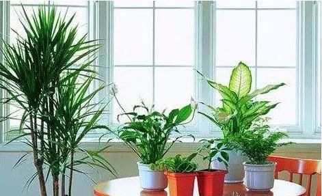 植物也會(huì)中暑！夏季植物養(yǎng)護(hù)秘籍趕緊收藏