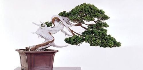 真柏盆景養(yǎng)護(hù)全攻略 從選土到造型，打造翠綠古雅的盆景珍品