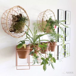 家居綠植養(yǎng)護(hù)秘籍,給連綠蘿都能養(yǎng)死的你