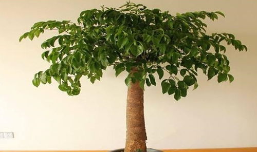 幸福樹養(yǎng)護(hù)大全 做好這幾點(diǎn)，葉片油綠茂盛