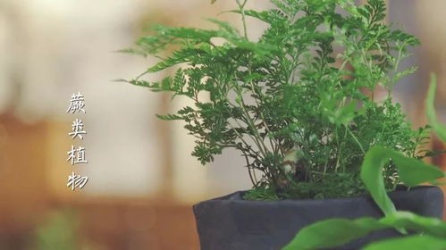 園藝知識(shí)小課堂 蕨類植物的養(yǎng)護(hù)方法