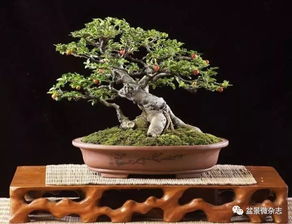 當(dāng)前盆景鑒賞與養(yǎng)護(hù)中的誤區(qū)辨析